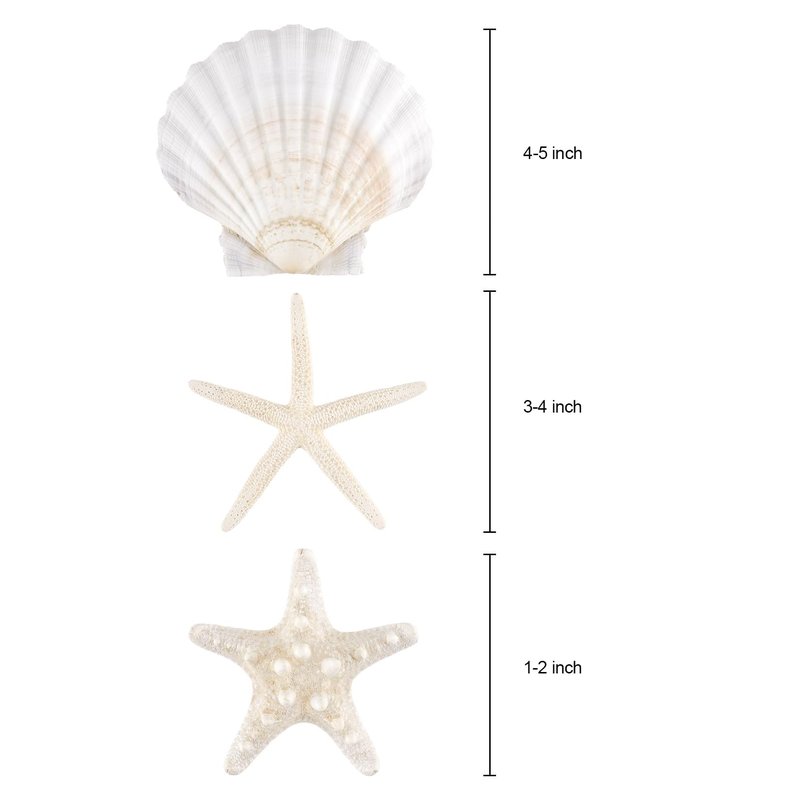 PPCLION 12 PCS Natural Starfish 4-5" and Scallop Shell for Crafts Making Beach Theme Party Wedding Decoration, Home Wall Decor, Christmas Ornaments