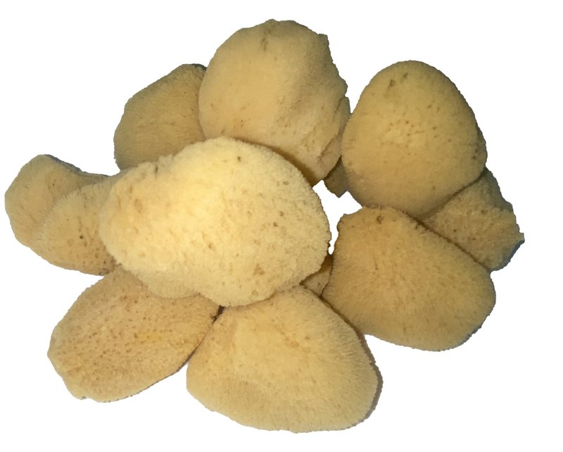 Soft Natural 6 Silk Sponges 1.5"-3" Cosmetic Makeup Application Removal Face Eye Nail Cleaning Like Cotton Balls Awesome Aquatic Creating The Perfect Home Bath & Shower Experience