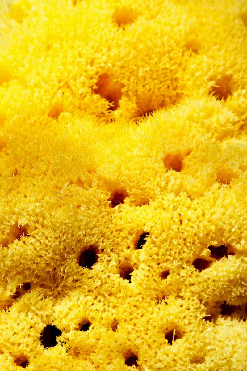NATURAL SEA SPONGES Natural Sea Sponge for Bath and Shower for Adults Children and Baby