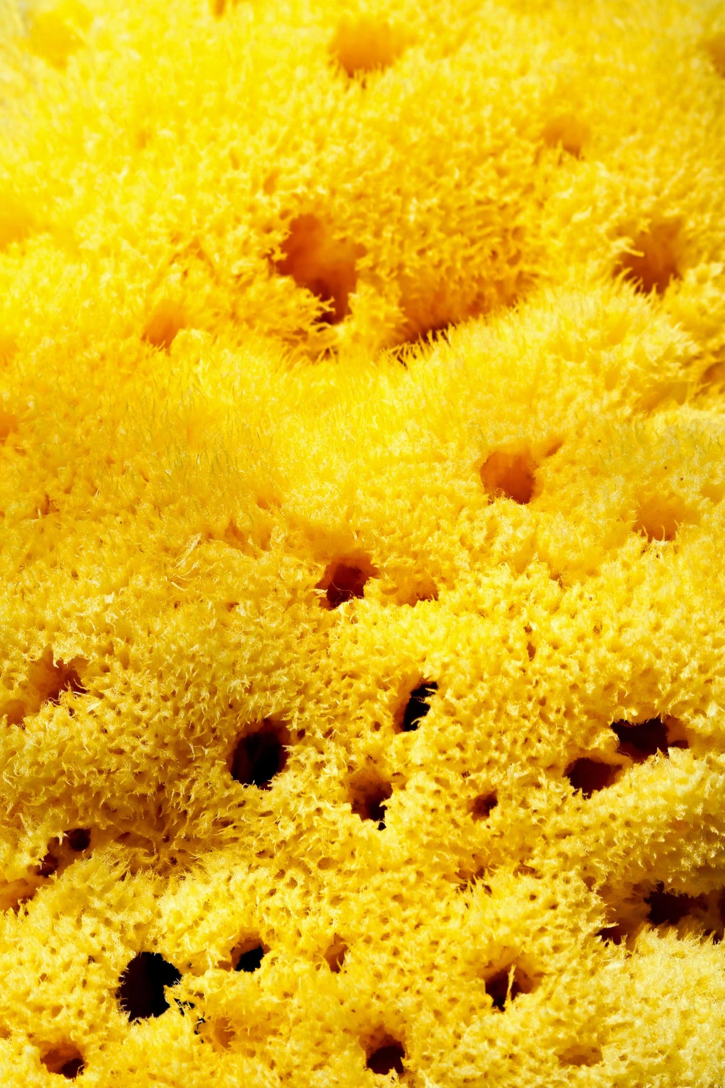 NATURAL SEA SPONGES Natural Sea Sponge for Bath and Shower for Adults Children and Baby