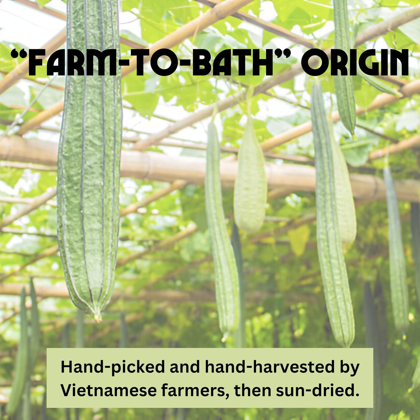 Birdee 100% Plant-Based Loofah Body Wash Sponge - Natural Luffa for Exfoliating and Radiant Skin, Hand-crafted in Vietnam, Pack of 4