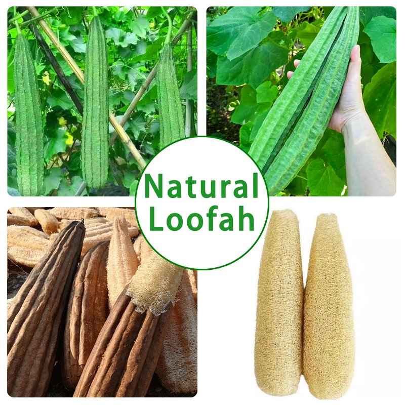 BEAGERUO 10 Pack Natural Loofah Exfoliating Body Scrubber, Individually Wrapped Shower Puff, Travel Loofah Sponge, Bath Shower Lufas for Men and Women, Face and Body Wash Sponge for Hotel