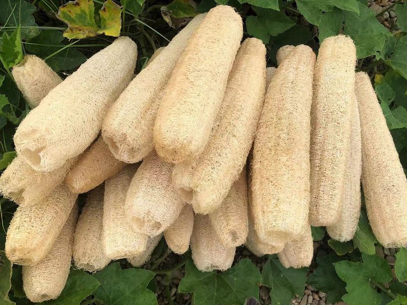 YEMTAL Natural Loofah Sponges Organic Luffa Bath Shower Sponge Exfoliating Body Back Scrubber for Men Women Adults SPA Beauty Bathing Daily Care - 4 PCS