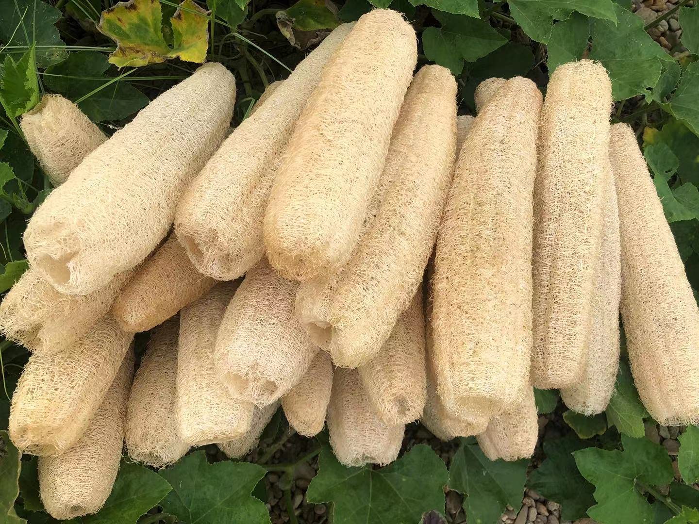 YEMTAL Natural Loofah Sponges Organic Luffa Bath Shower Sponge Exfoliating Body Back Scrubber for Men Women Adults SPA Beauty Bathing Daily Care - 4 PCS