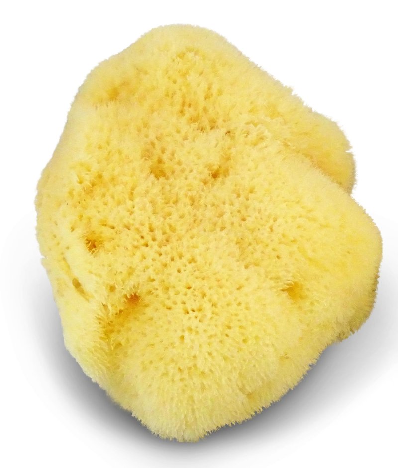 Fina Silk Sponge for Babies - Real Premium Natural Sea Sponge, 4"-4.5" Soft & Fine Pored from The Mediterranean, Gentle on Skin for Newborn & Baby Bath Care by Contented Infant®