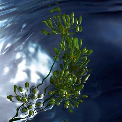 Davidoff Cool Water Reborn Eau de Toilette ? Woody Men's Cologne ? With Notes of Rosemary, Galbanum & Vetiver ? Long Lasting Fragrance