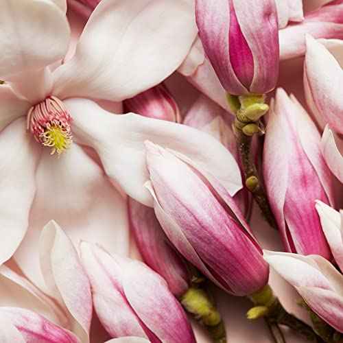 Escada Celebrate N.O.W Eau De Parfum - Women's Floral Perfume ? With Notes of Vanilla, Magnolia & Ginger ? Long Lasting Fragrance