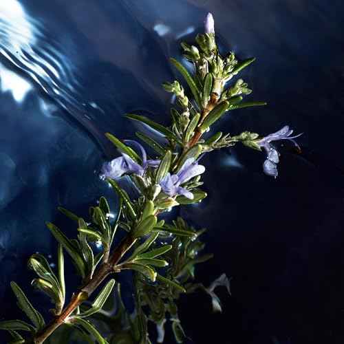 Davidoff Cool Water Reborn Eau de Toilette ? Woody Men's Cologne ? With Notes of Rosemary, Galbanum & Vetiver ? Long Lasting Fragrance