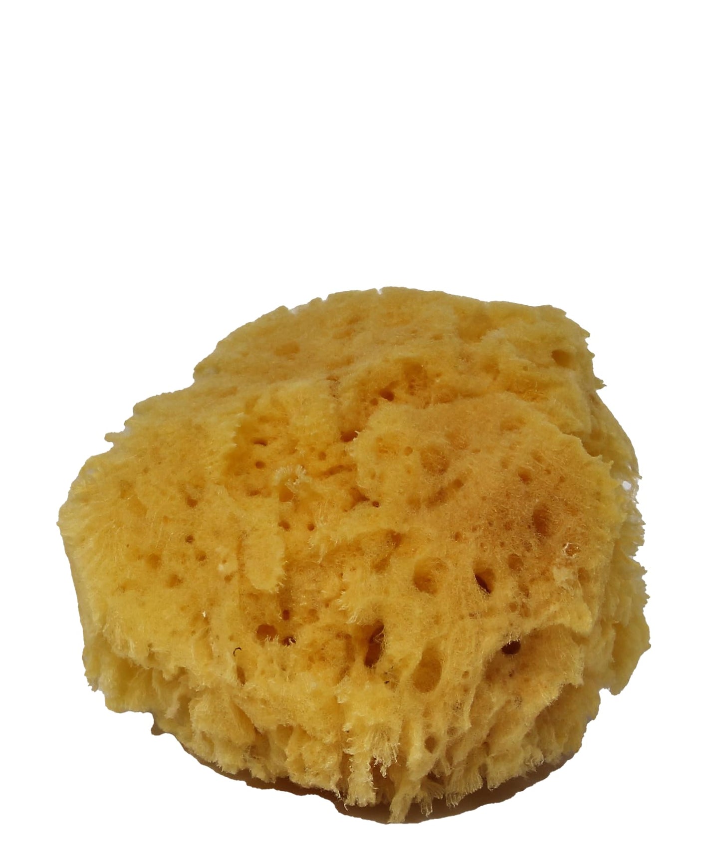 NATURAL SEA SPONGES Natural Sea Sponge for Bath and Shower for Adults Children and Baby