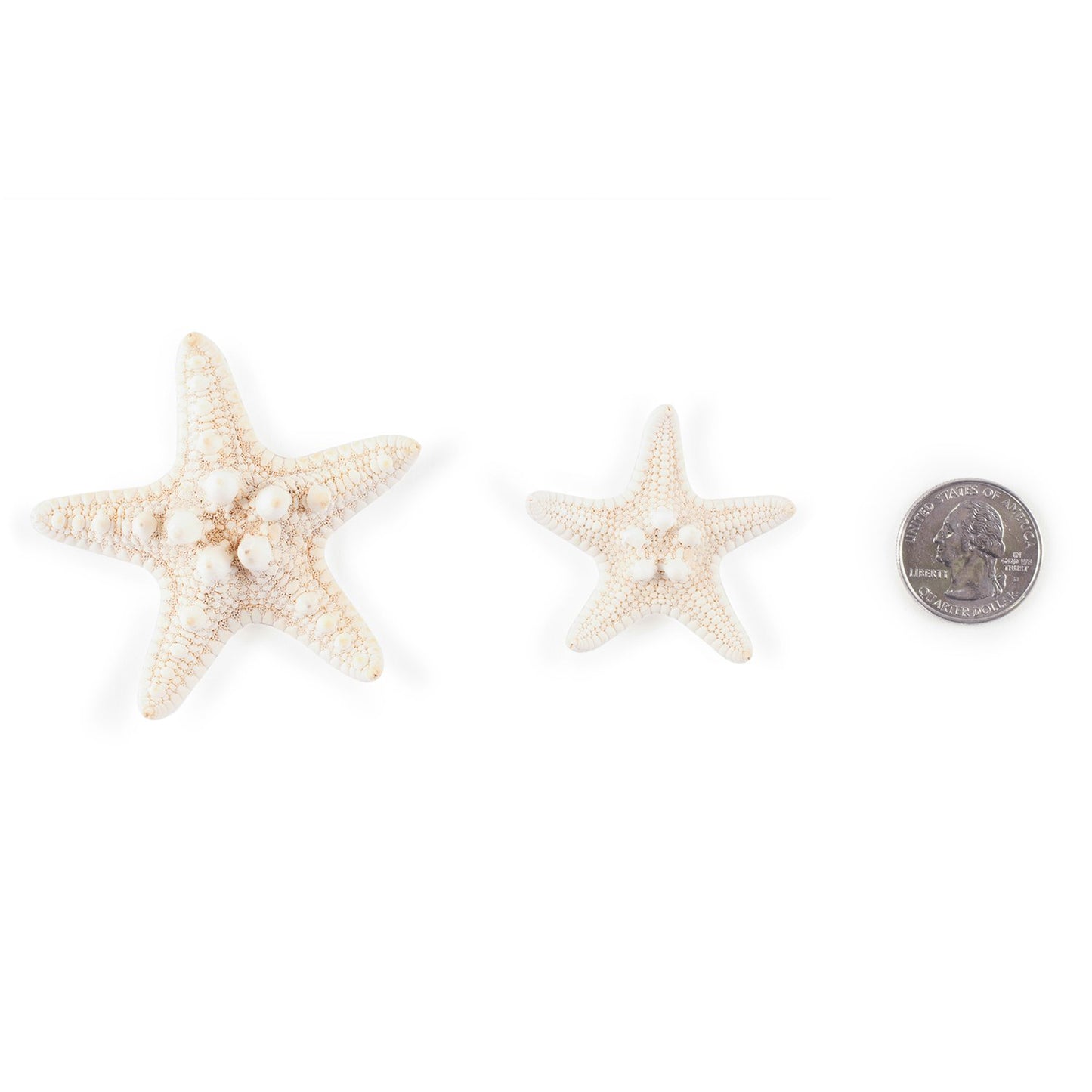 Super Z Outlet Starfish Natural Knobby Mini Beach Sea Stars for Wedding Seashell Crafts (12 Piece)