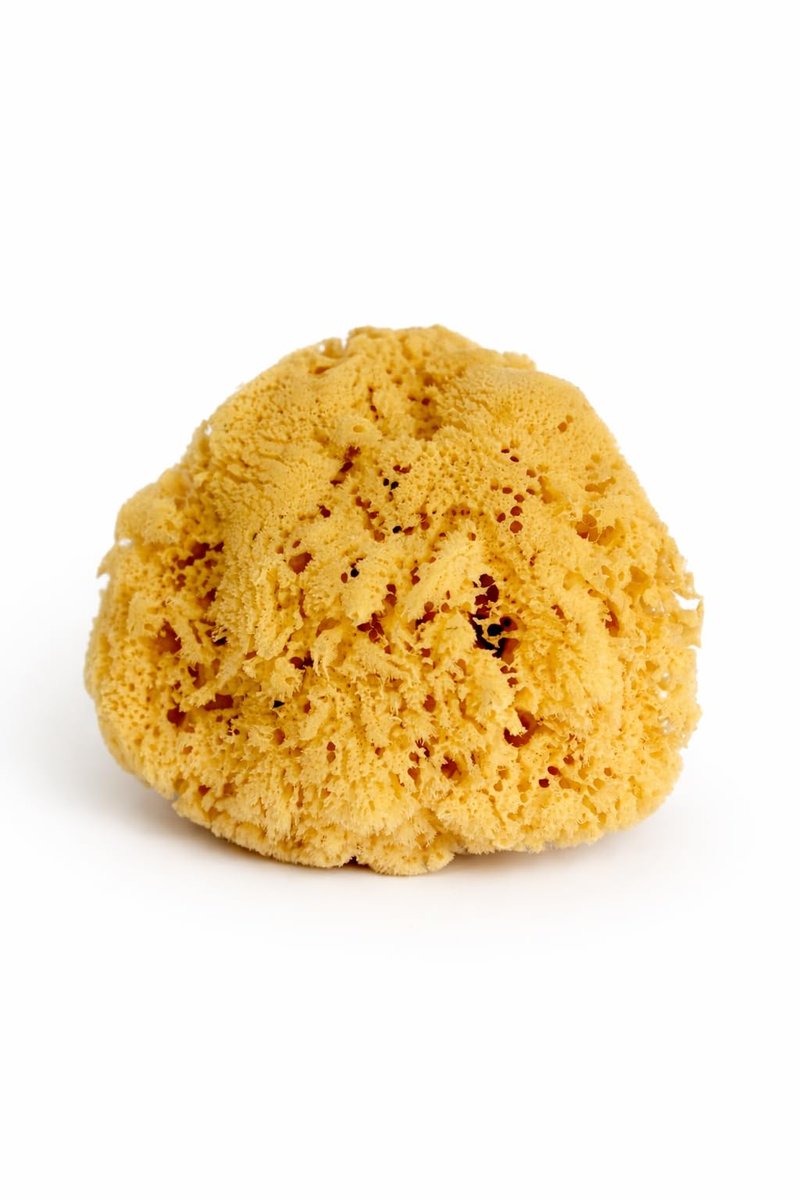 Real Sea Sponge for Men - Extra Large 6"-7", Totally Natural, Kind on Skin for an Invigorating Shower, Supplied in Breathable Mesh Bag. Great for The Gym, Grooming, Bath & Body Gift by Constantia Man