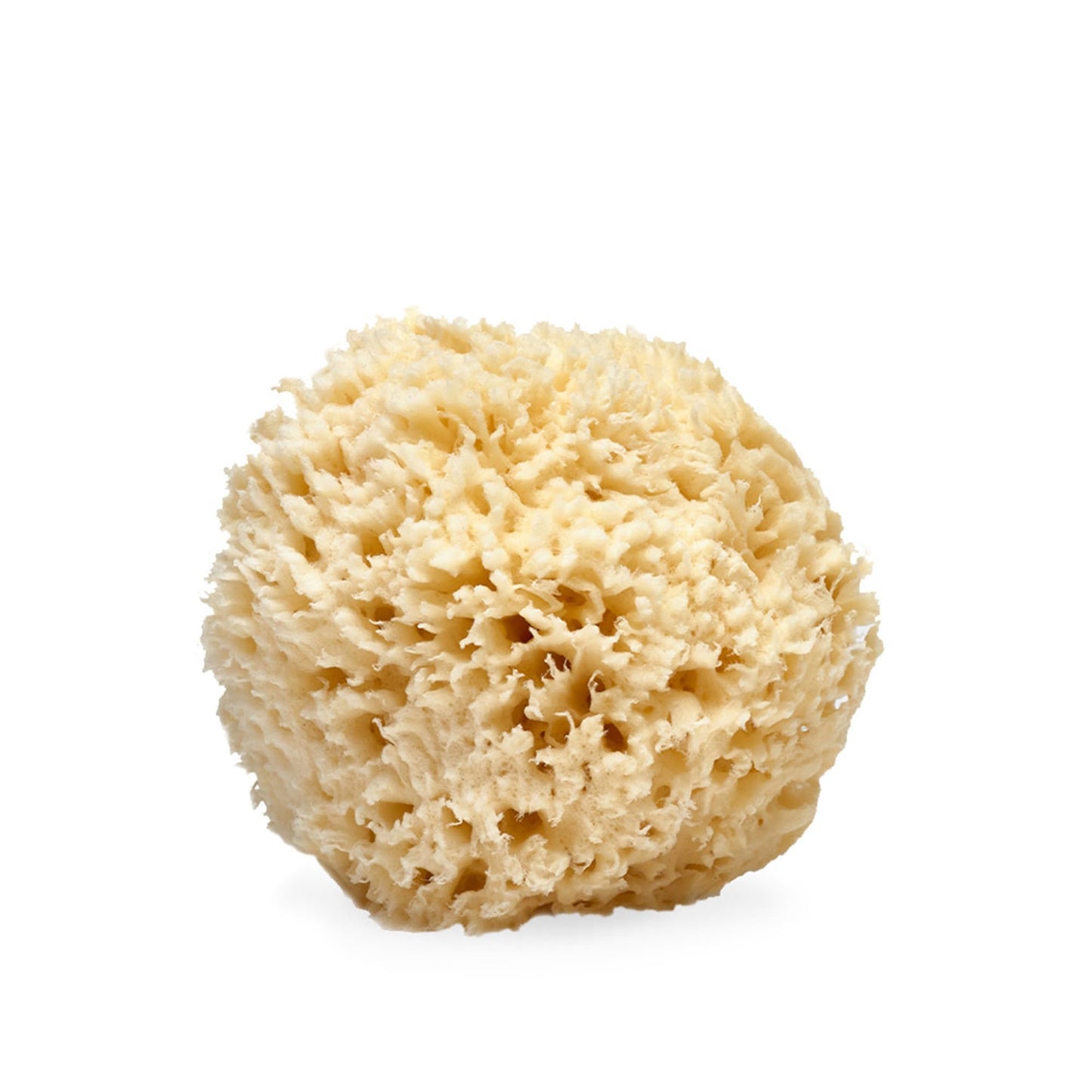 LATHER - Natural Sea Wool Sponge, 4-5" - Organic Exfoliating Body Scrubber - Soft, Gentle Cleansing - Hypoallergenic - All Skin Types - Florida Natural Loofah Sponge - Cruelty Free - Beauty & Skincare