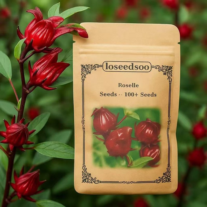 loseedsoo 100+ Roselle Seeds for Planting – Hibiscus sabdariffa Seeds, Roselle Hibiscus Flower Seeds for Garden Planting, Annual Heirloom Flower Seeds for Outdoor Growing