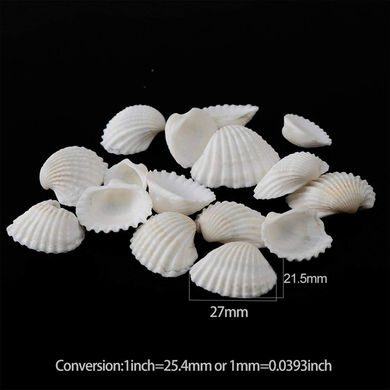 SINKOO Bulk Natural White Small Seashell Clam Super Shells Assortment for DIY Craft Beach Decor