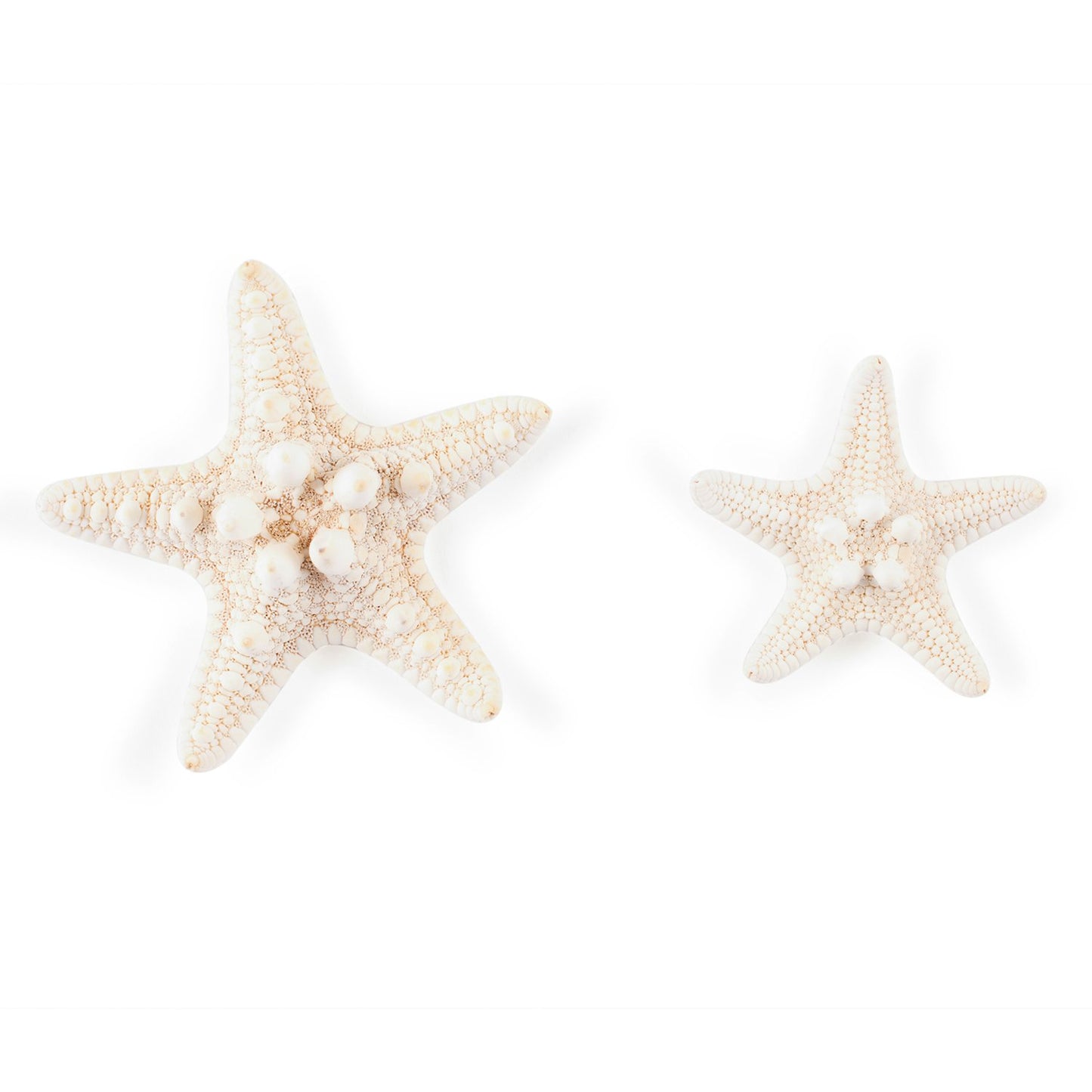 Super Z Outlet Starfish Natural Knobby Mini Beach Sea Stars for Wedding Seashell Crafts (12 Piece)