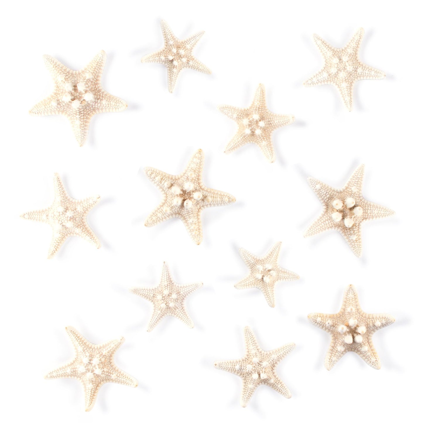 Super Z Outlet Starfish Natural Knobby Mini Beach Sea Stars for Wedding Seashell Crafts (12 Piece)