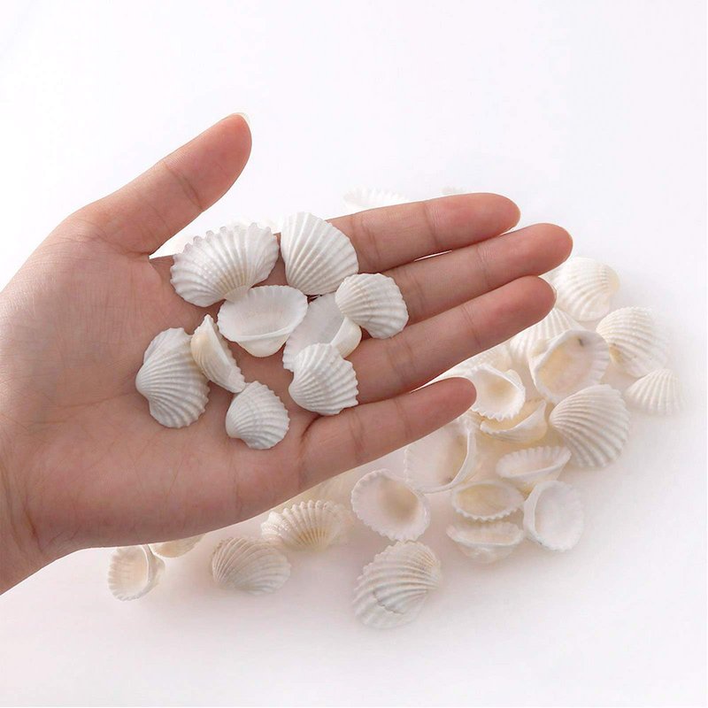 SINKOO Bulk Natural White Small Seashell Clam Super Shells Assortment for DIY Craft Beach Decor