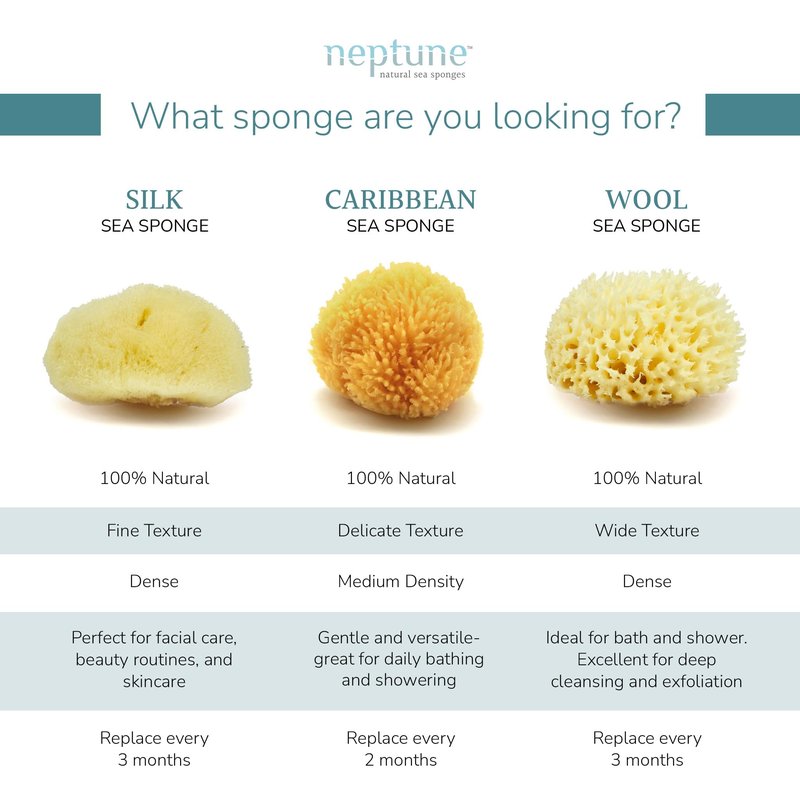 Neptune Caribbean Sea Sponge 2 Pack, XL (Approx. 7-8 Inch), Natural Bath & Facial Sponge, Ultra-Soft Eco-Friendly Exfoliating Sponge for Gentle Skin Cleansing