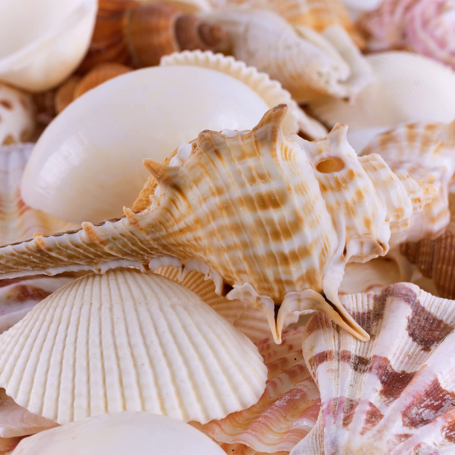 Super Z Outlet Sea Shells Mixed Beach Seashells - Various Sizes up to 2" Shells -Bag of Approx. 50 Seashells