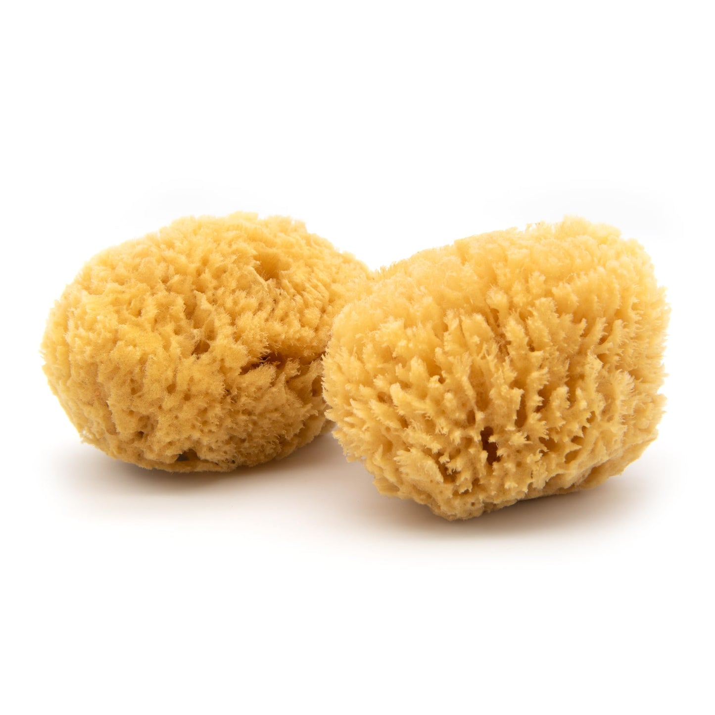 Neptune Caribbean Sea Sponge 2 Pack, Medium (Approx. 5-6 Inch), Natural Bath & Facial Sponge, Ultra-Soft Eco-Friendly Exfoliating Sponge for Gentle Skin Cleansing