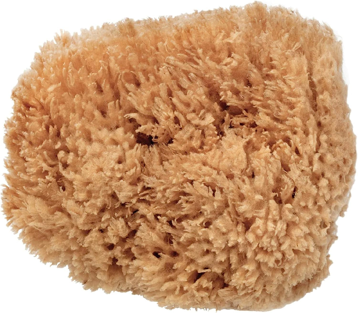 BodyCare Sea Sponge, 12.5-14cm, Premium Quality Exfoliating Sponge for The Most Sensitive and Delicate Skin. A Natural Unbleached Sponge, Sustainibly Harvested in Plastic-Free Packaging