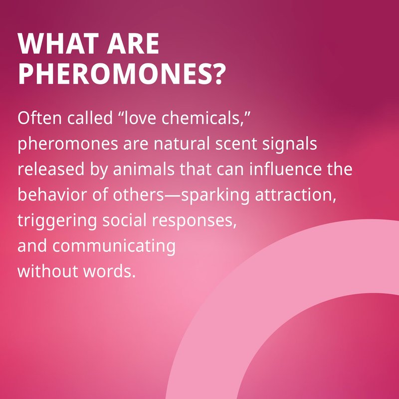 plusOne Pheromone Inspired Perfume Oil – Tropical Fruity Floral – Long-Lasting Rollerball with Passionfruit, Orchid & Coconut Milk – Patented Mood-Boost Technology – 0.34 fl oz