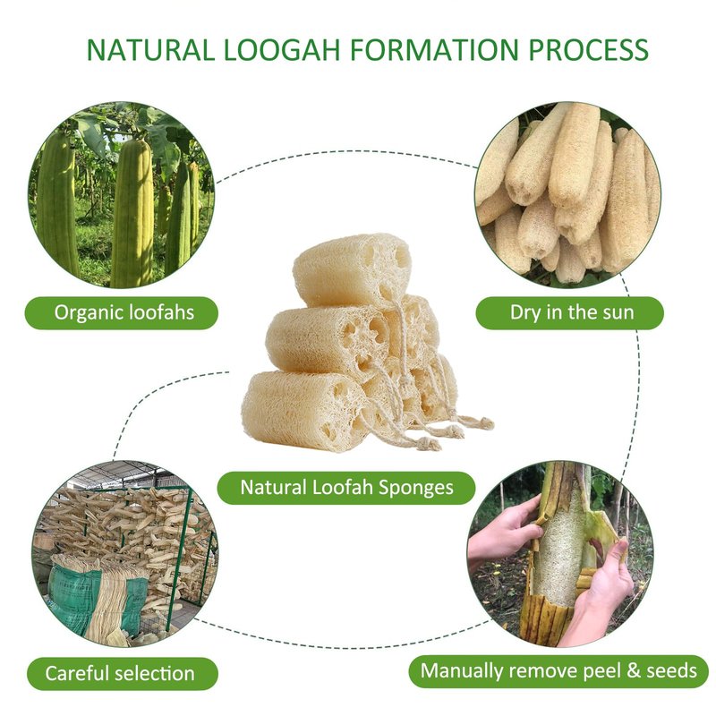 FRTIM Natural Loofah Sponge, Organic Bath Loofah Pack, Lufas Exfoliating Body Scrubber, Loofas Sponges Shower Loofah for Women and Men, Skin SPA Ecotools- 6 Pack