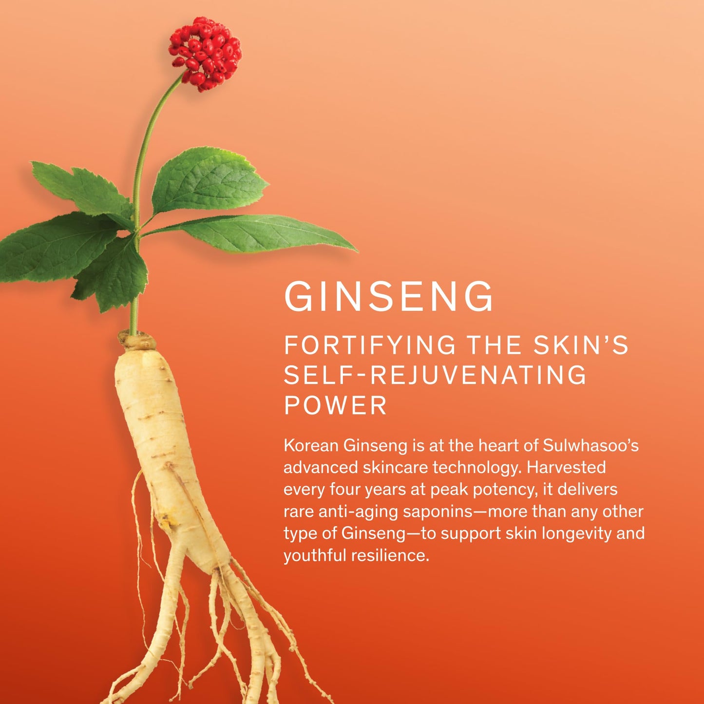 Sulwhasoo Concentrated Ginseng Rejuvenating Cream Set | Korean Ginseng-Powered Skincare 4-piece Anti-Aging Gift Set | Strengthens Skin Barrier | Visibly Improves Wrinkles | Includes Full-size Cream