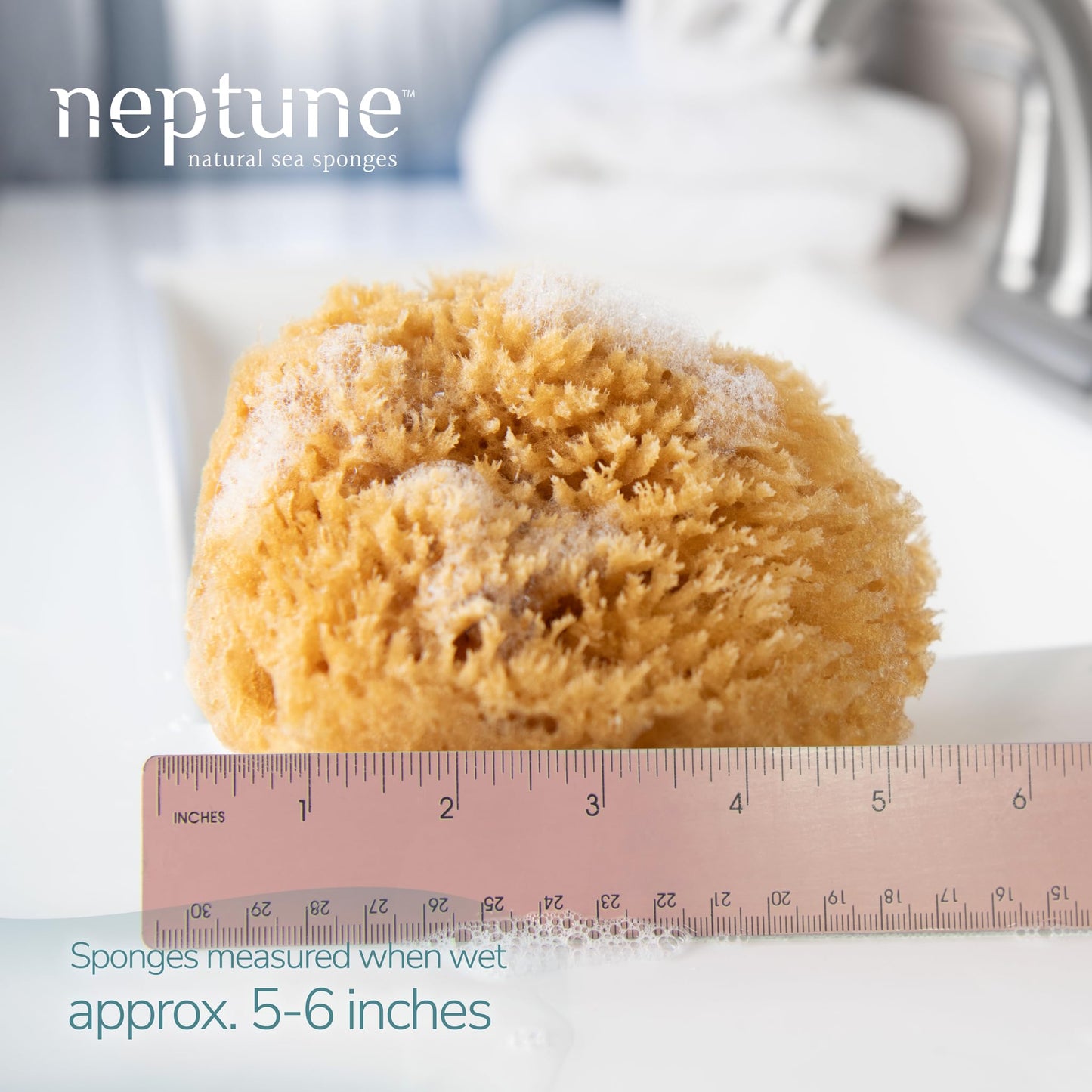 Neptune Caribbean Sea Sponge 2 Pack, Medium (Approx. 5-6 Inch), Natural Bath & Facial Sponge, Ultra-Soft Eco-Friendly Exfoliating Sponge for Gentle Skin Cleansing
