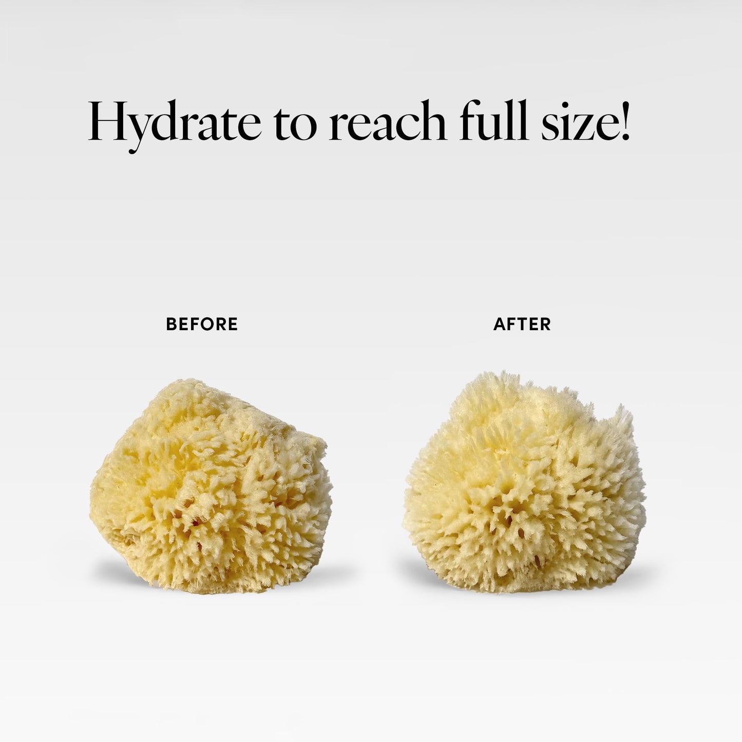 LATHER - Natural Sea Wool Sponge, 4-5" - Organic Exfoliating Body Scrubber - Soft, Gentle Cleansing - Hypoallergenic - All Skin Types - Florida Natural Loofah Sponge - Cruelty Free - Beauty & Skincare
