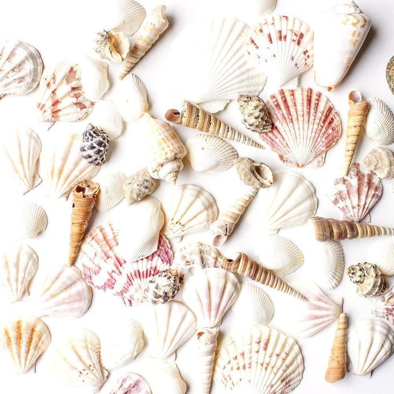 Mixed Ocean Beach Fairy Garden Seashells - Assorted Marine Life for Decorations | 50 Pieces