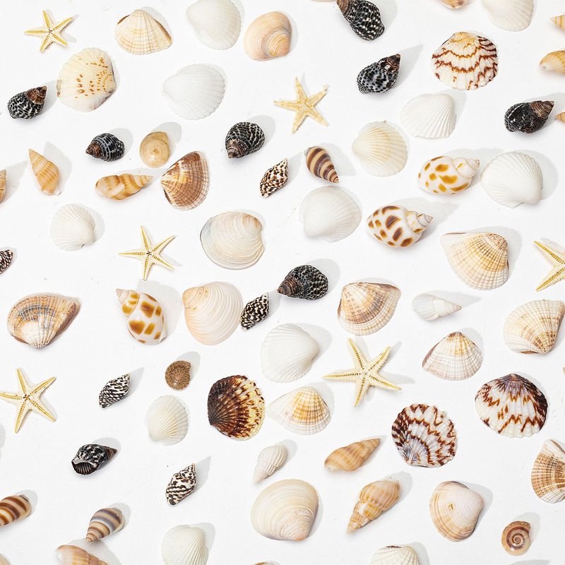 1200 PCS Natural Seashells, Joyfulmap Tiny sea Shells & Small Starfish for Decorations, Mixed Ocean Beach Spiral Shells for Crafting, Fish Tank, Beach Theme Party, Wedding Decor, DIY Craft Supplies