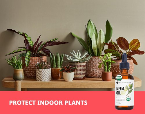 Kate Blanc Cosmetics Neem Oil for Skin, Hair & Face. Safe for Dog, Plants, Scalp (4oz, Organic, Cold Pressed, Concentrate)