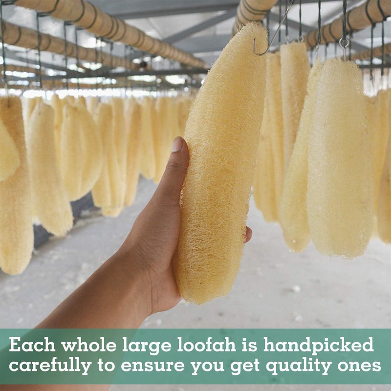 Natural Organic Loofah Sponges Large Exfoliating Shower Bath Loofah Luffa Loofa Body Scrubbers Sponges for SPA Beauty Bath and Radiant Skin, Pack of 4