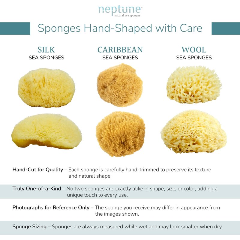 Neptune Caribbean Sea Sponge, XL (Approx. 7-8 Inch), Natural Bath & Facial Sponge, Ultra-Soft Eco-Friendly Exfoliating Sponge for Gentle Skin Cleansing