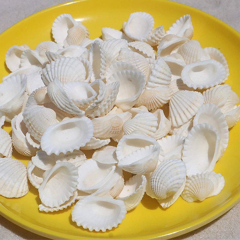 SINKOO Bulk Natural White Small Seashell Clam Super Shells Assortment for DIY Craft Beach Decor