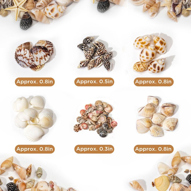 1200 PCS Natural Seashells, Joyfulmap Tiny sea Shells & Small Starfish for Decorations, Mixed Ocean Beach Spiral Shells for Crafting, Fish Tank, Beach Theme Party, Wedding Decor, DIY Craft Supplies