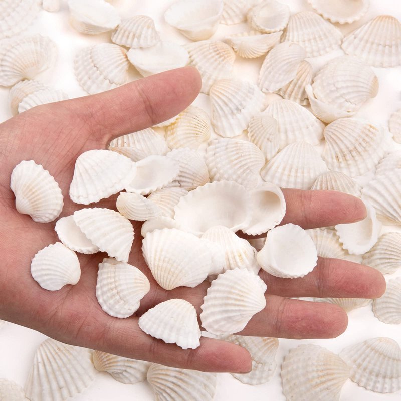 SINKOO Bulk Natural White Small Seashell Clam Super Shells Assortment for DIY Craft Beach Decor