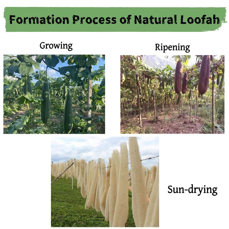 Natural Organic Loofah Sponges - Large Exfoliating Shower Bath Luffa for SPA, Beauty, and Radiant Skin