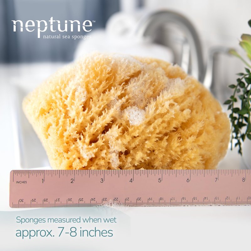 Neptune Caribbean Sea Sponge 2 Pack, XL (Approx. 7-8 Inch), Natural Bath & Facial Sponge, Ultra-Soft Eco-Friendly Exfoliating Sponge for Gentle Skin Cleansing
