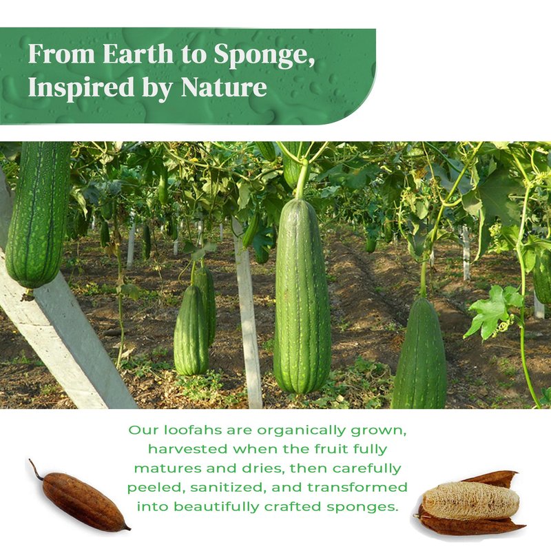 Natural Loofah Kitchen Sponge (XL - 10 Pack) - Natural Sponges for Dishes - Eco Friendly and Compostable Sponges - Biodegradable Plant Based Kitchen Dish Sponge - Plastic Free Dish Scrubber
