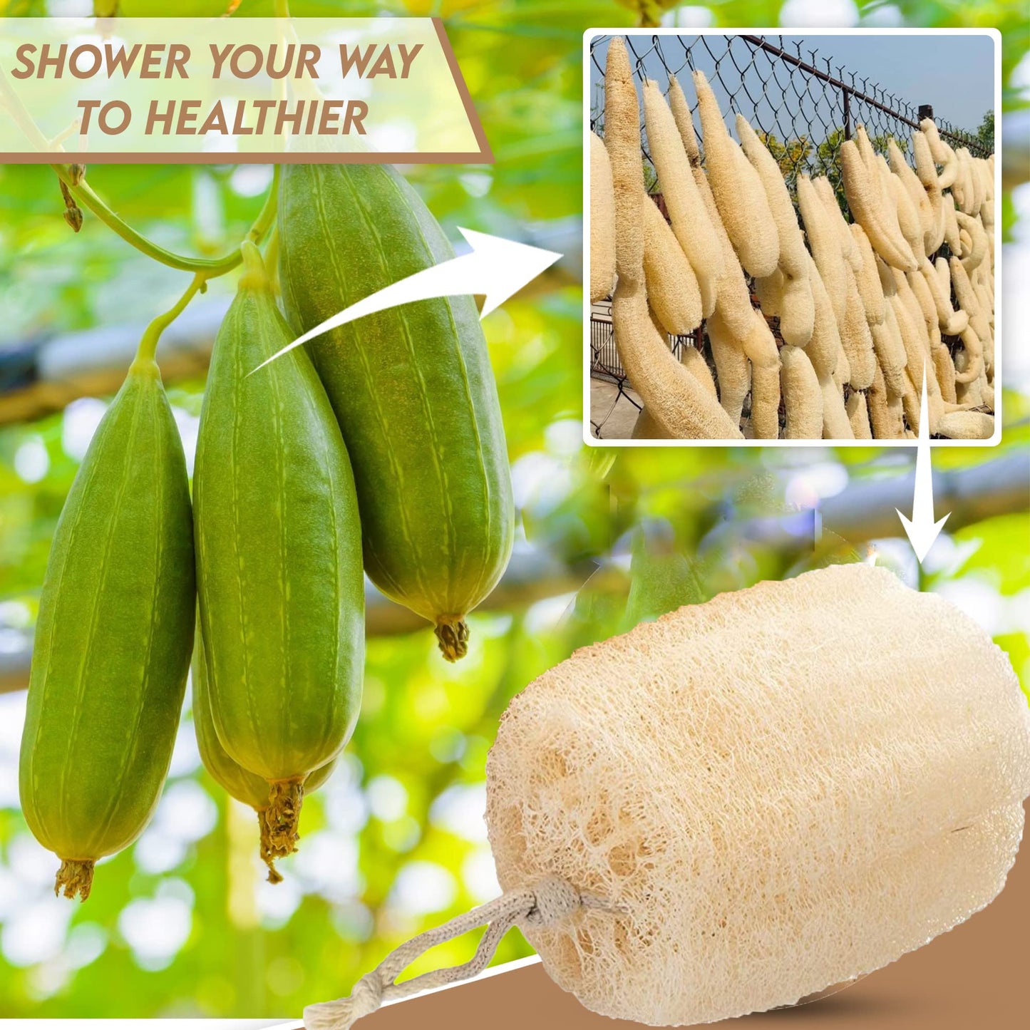Natural Egyptian Shower Loofah Sponge Body Scrubber for Women & Men, Get You Clean and Not Just Spread Soap, Luffa Sponges are Skin-Friendly (Exfoliating, 2)