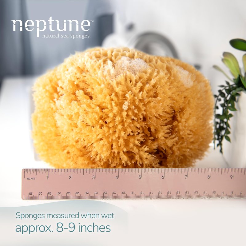 Neptune Caribbean Sea Sponge, Approx. 8"", 1 Count (Pack of 1), Yellow