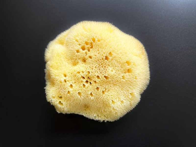 Fina Silk Sponge for Babies - Real Premium Natural Sea Sponge, 4"-4.5" Soft & Fine Pored from The Mediterranean, Gentle on Skin for Newborn & Baby Bath Care by Contented Infant®