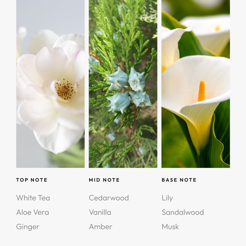 Aroma360 - Dream On Fragrance Oil Blend | Hotel Inspired for Luxury Essential Oil Diffusers | Aromatherapy Scent Diffuser Oil | Serene White Tea, Healing Aloe Vera, and Warm Earthy Cedar - 50ML