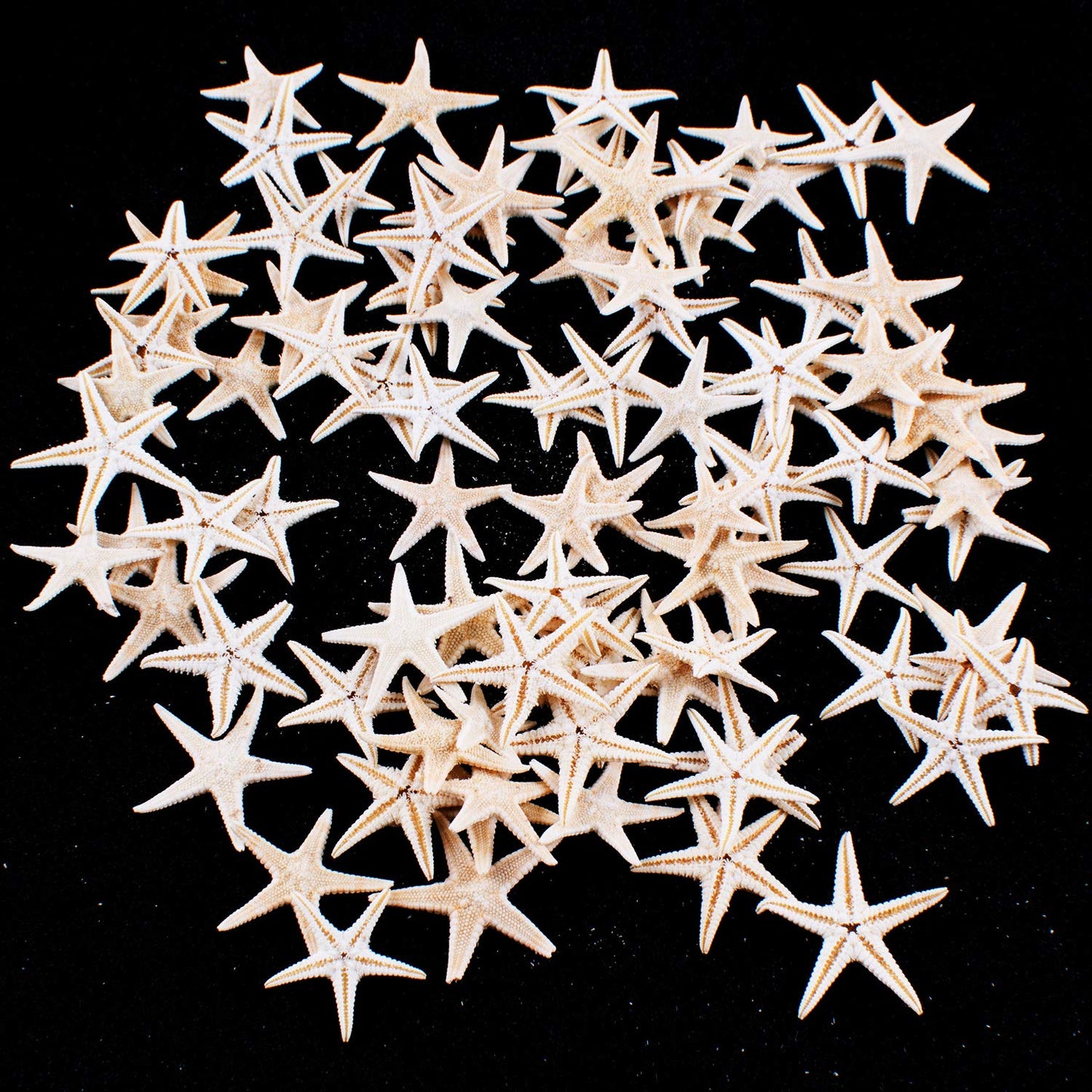 Super Z Outlet Tiny Miniature Fairy Garden Beach Critter Starfish Marine Life Collection for Arts & Crafts Projects, Decorations, Party Favors, Invitations - 90 Pieces