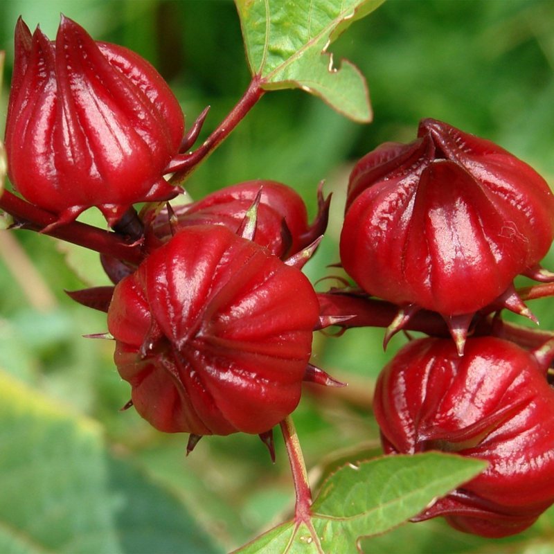 loseedsoo 100+ Roselle Seeds for Planting – Hibiscus sabdariffa Seeds, Roselle Hibiscus Flower Seeds for Garden Planting, Annual Heirloom Flower Seeds for Outdoor Growing