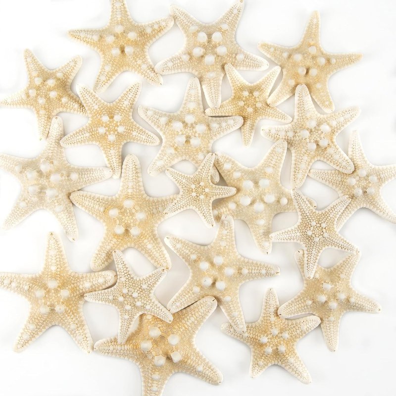 Natural Starfish for Crafts - 20PCS Bulk Decor for Wedding & Beach Theme | 1" to 3" Size