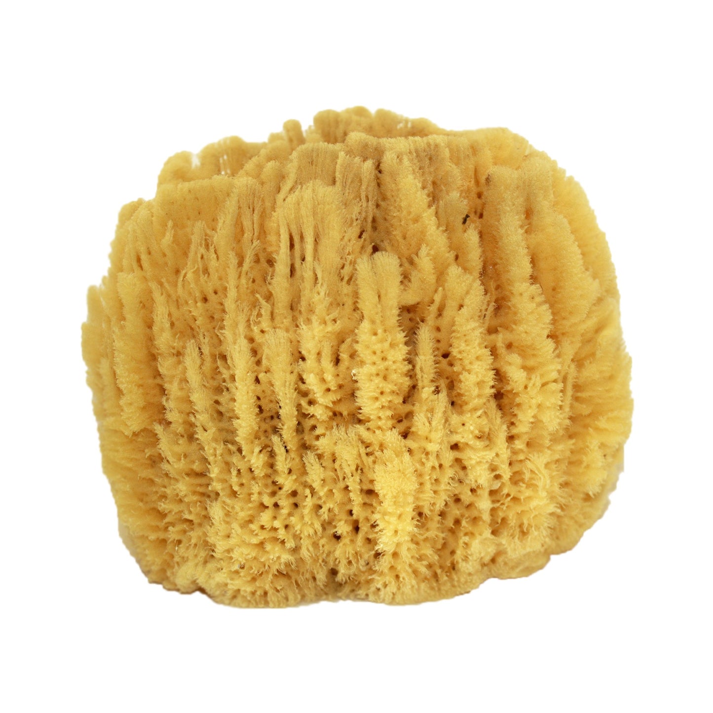 US Shell, 1 Piece, Sea Sponge, 7 to 8 inches