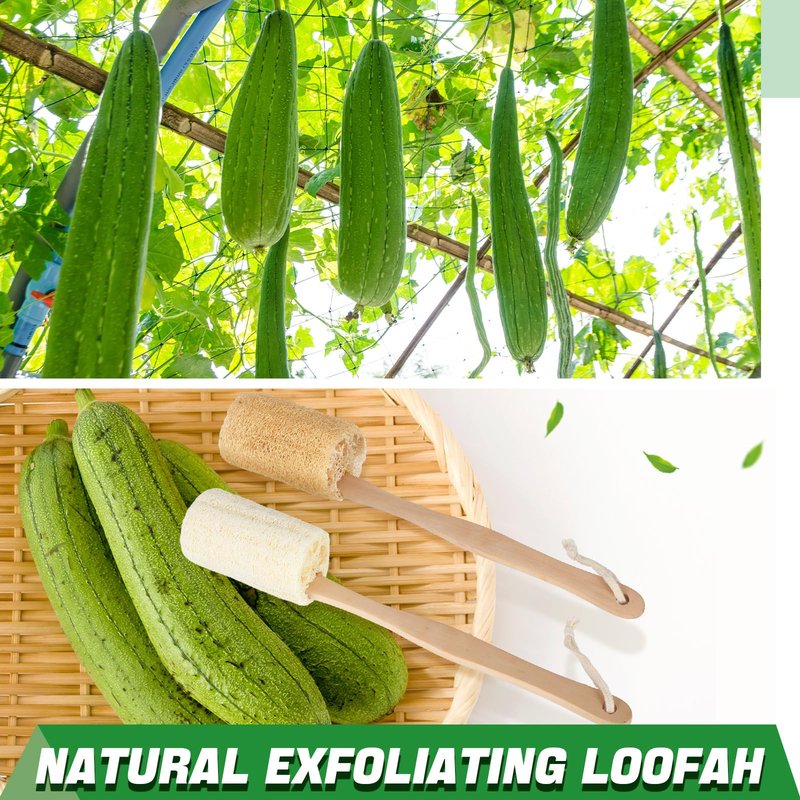Bokon 4 Pack Natural Exfoliating Loofah Bath Back Brush Loofah Back Scrubber Long Handle for Shower Exfoliating Body Scrubber Luffa Sponge on a Stick for Men and Women, Cleans Hard to Reach Areas
